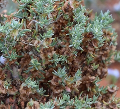 Maireana pyramidata