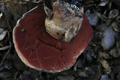 Suillellus amygdalinus