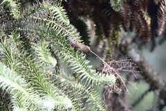 Cryptospiza reichenovii