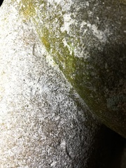 Racomitrium elongatum