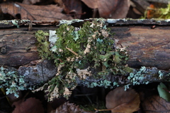 Tuckermanopsis chlorophylla