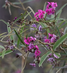 Glycine rubiginosa