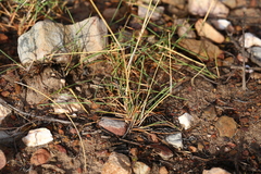 Ehrharta thunbergii