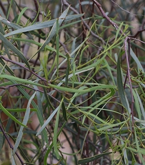 Acacia salicina
