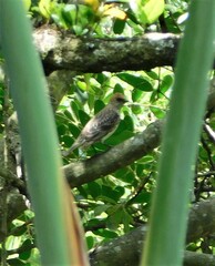 Cinnyricinclus leucogaster