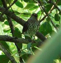 Cinnyricinclus leucogaster
