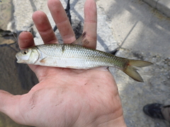 Semotilus corporalis