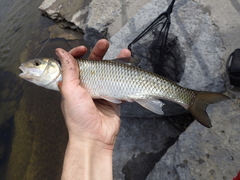 Semotilus corporalis