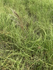 Saccharum formosanum