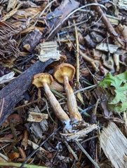 Agaricomycotina
