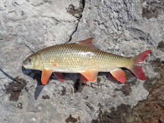 Moxostoma macrolepidotum