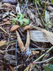 Agaricomycotina