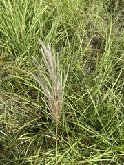 Saccharum formosanum