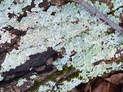 Myelochroa aurulenta