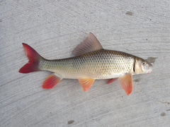 Moxostoma macrolepidotum