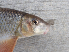 Moxostoma macrolepidotum