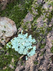 Myelochroa aurulenta