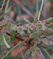 Acacia notabilis
