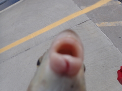 Moxostoma macrolepidotum