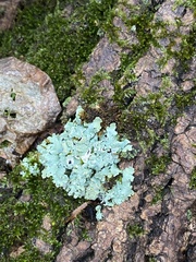 Myelochroa aurulenta