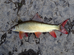 Moxostoma macrolepidotum