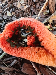 Clathrus columnatus