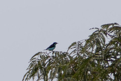 Dacnis lineata