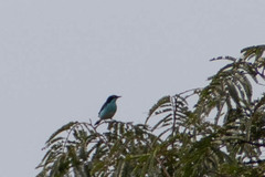 Dacnis lineata
