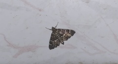 Hymenia
