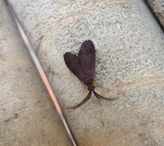 Pollanisus subdolosa