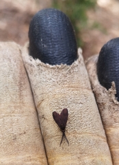 Pollanisus subdolosa