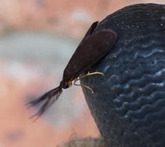 Pollanisus subdolosa