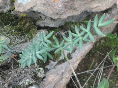 Pellaea ternifolia