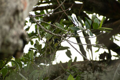Clusiaceae