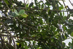 Clusiaceae