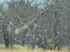Giraffa camelopardalis angolensis