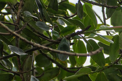 Clusiaceae