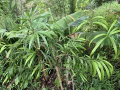 Podocarpus nakaii