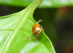 Coleoptera
