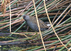 Porzana fluminea