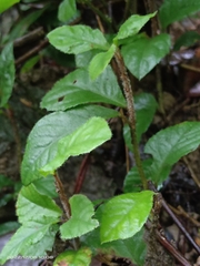Ardisia pusilla