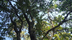 Ternstroemia lineata