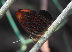 Taxila haquinus