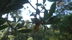 Ternstroemia lineata