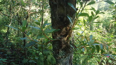 Ternstroemia lineata