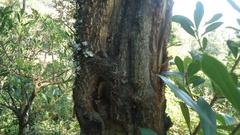 Ternstroemia lineata