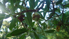 Ternstroemia lineata