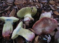 Aureoboletus flaviporus