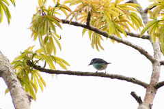 Dacnis lineata