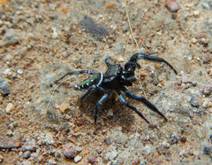 Paraphidippus aurantius
